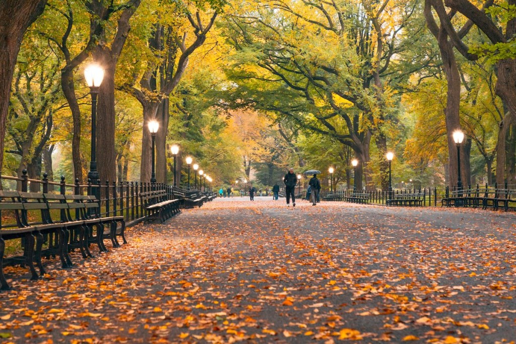 Central Park in NYC
