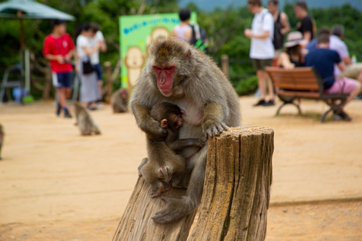 day-trip-Arashiyama-Japan