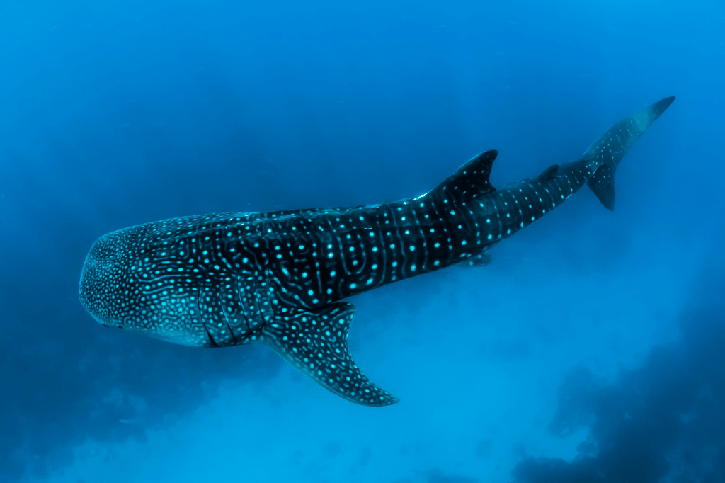 Whale Shark in the Water, Photo By Sebastian Pena Lambarri