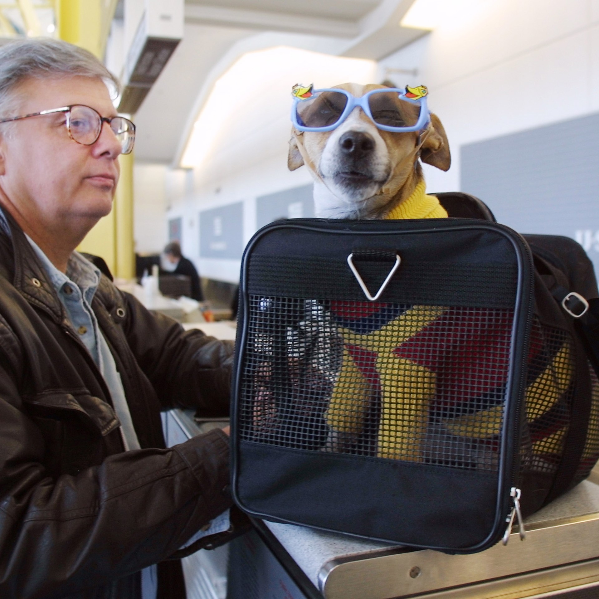 View of Which Airlines Go Above & Beyond for Pets? | TravelAwaits