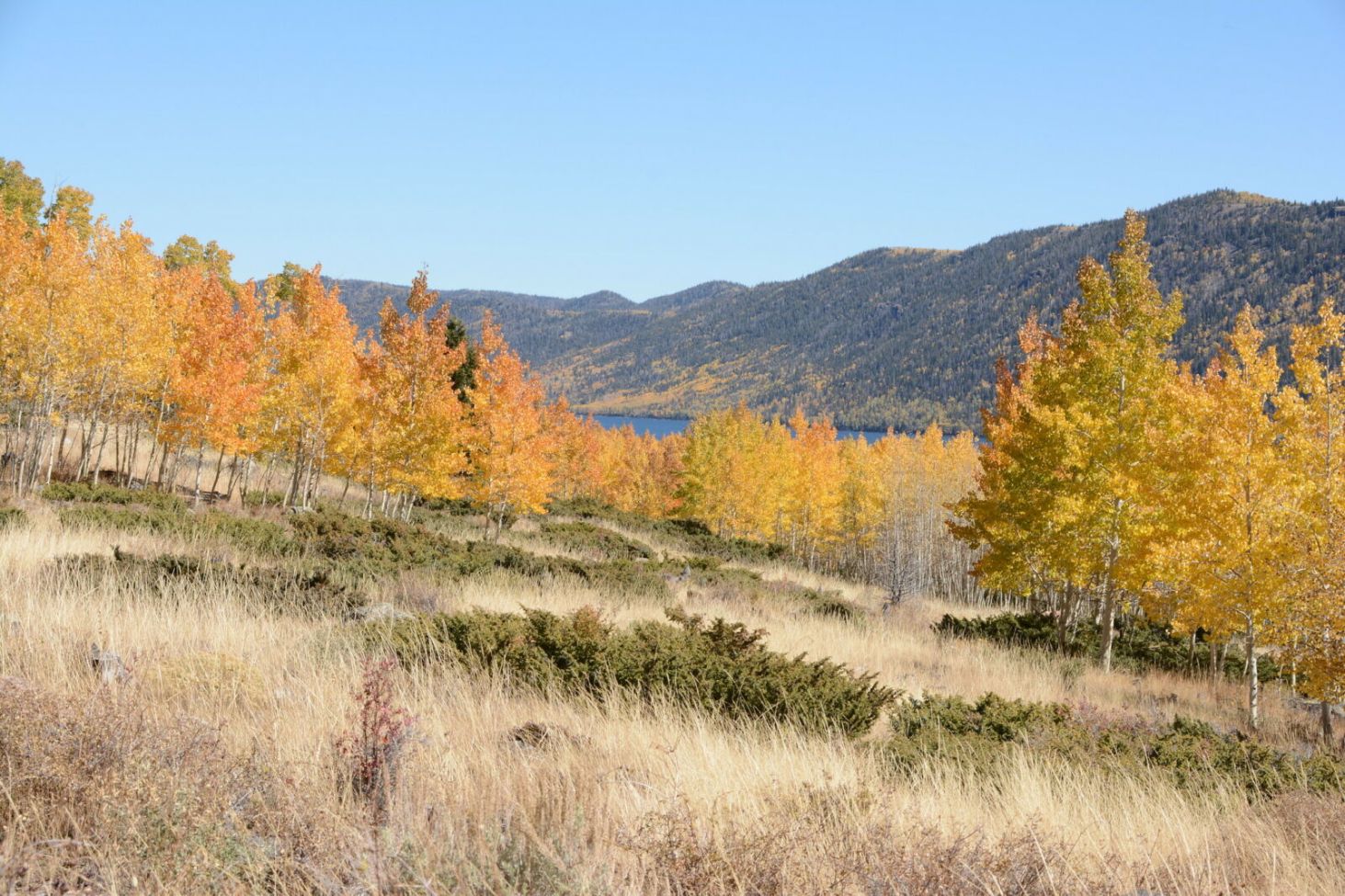 How to Visit Pando, The World’s Largest & Oldest Tree | TravelAwaits