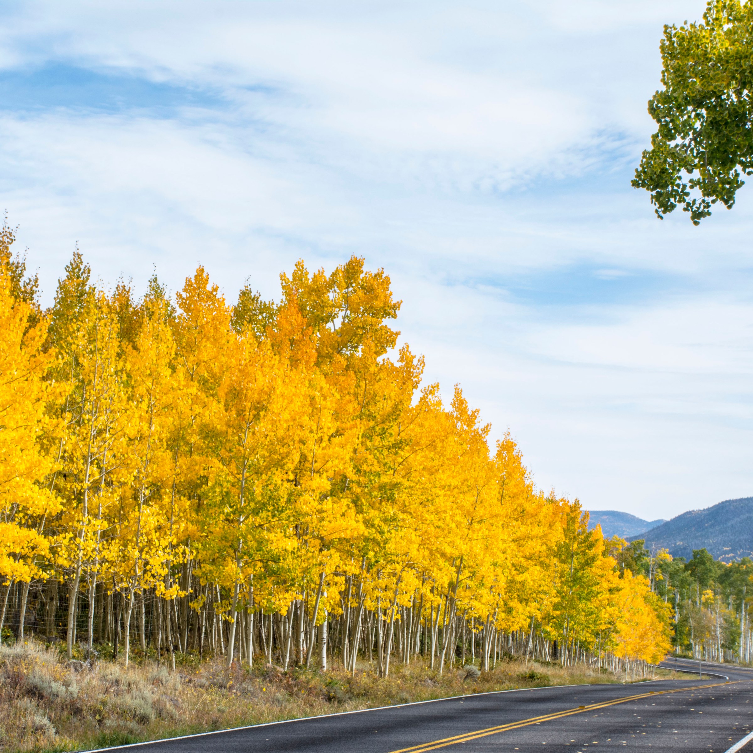 How to Visit Pando, The World’s Largest & Oldest Tree | TravelAwaits