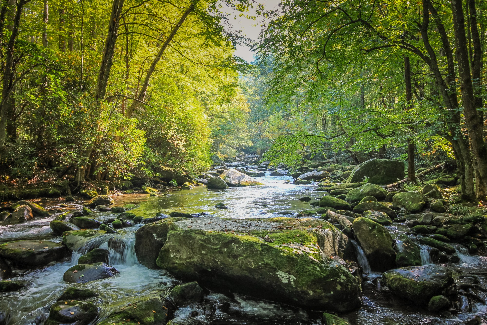 Top 4 Parks in Appalachia to See Fireflies This Summer | TravelAwaits