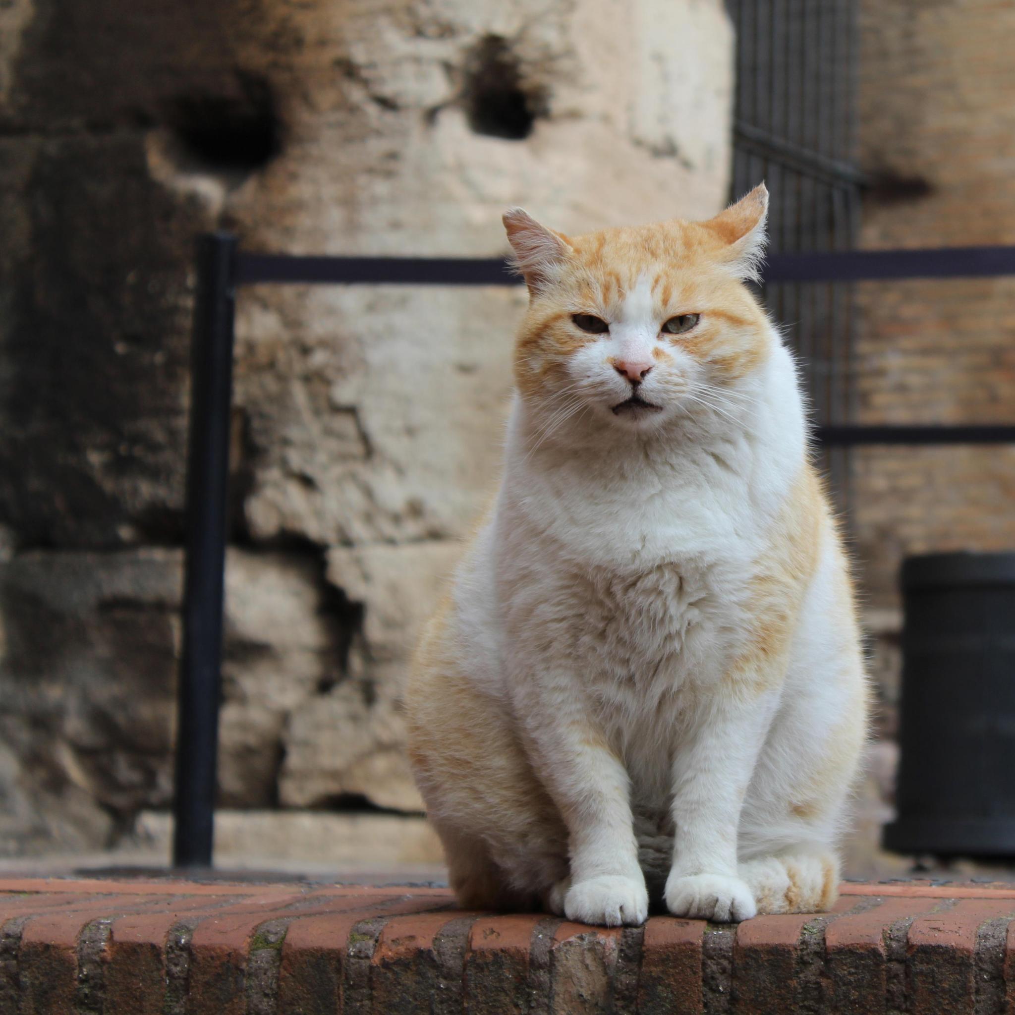 Meet Augustus, the Reigning Cat-Emperor of Rome’s Colosseum | TravelAwaits