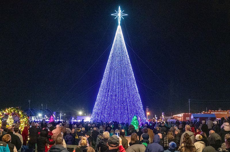 Where Can You Find the Biggest Christmas Trees in the